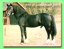 Burhults Black Commence RWD 4 (foto � Jenny Staaf)