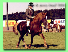 Derwen Mr T RWD 8 (foto � Jenny Staaf)