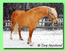 Gambol Gulliver 37-0026 (foto &copy; Tina Nordlund)