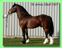 Gwynfaes Manawydan 37-0027 (foto &copy; Jenny Staaf)