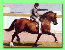 Llanarth Lord Nelson (bild frn Stuteri Brudviks hemsida)