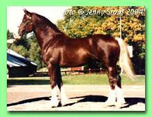 Nebo Red Dragon RWD 18 (foto � Jenny Staaf)