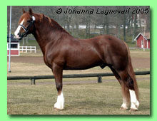 Ochrdewi Tywysog 37-0023 (foto &copy; Johanna Lagnevall