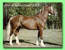 Storhaug Magic Flyer RWD 15 (foto � Jenny Staaf)