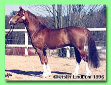 Trefaes Adam RWD 6 (foto � Kristin F�gerskj�ld)