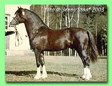 Tyrrestrup�s Highlight RWD 19 (foto � Jenny Staaf)