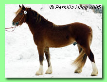 Vallas Mystik 37-0024 (foto &copy; Pernilla H&auml;gg)