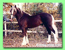 Ynysgerwyn Brenin Rhodri RWD 16 (foto � Jenny Staaf)