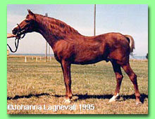 Ernford Jester RWR 3 (foto  Johanna Lagnevall)