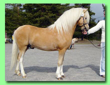 Lanners Mario NWM 0369